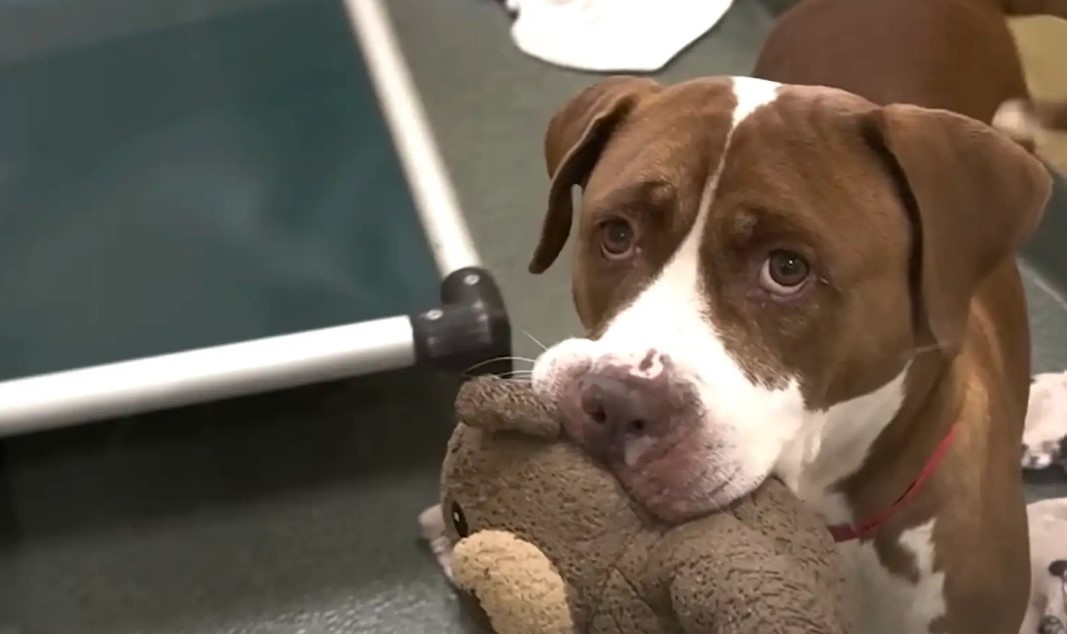 dog with toy