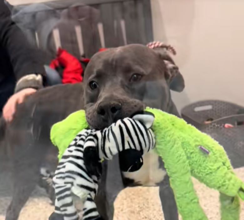 dog with toy in mouth