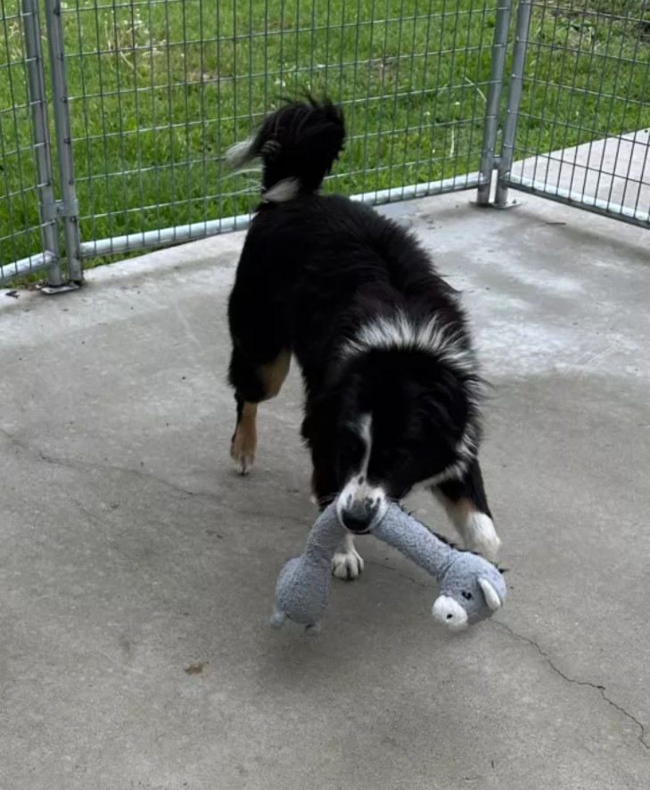 dog with toy