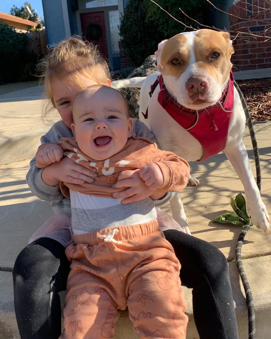 dog with two babies