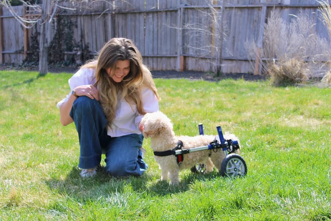 dog with wheels