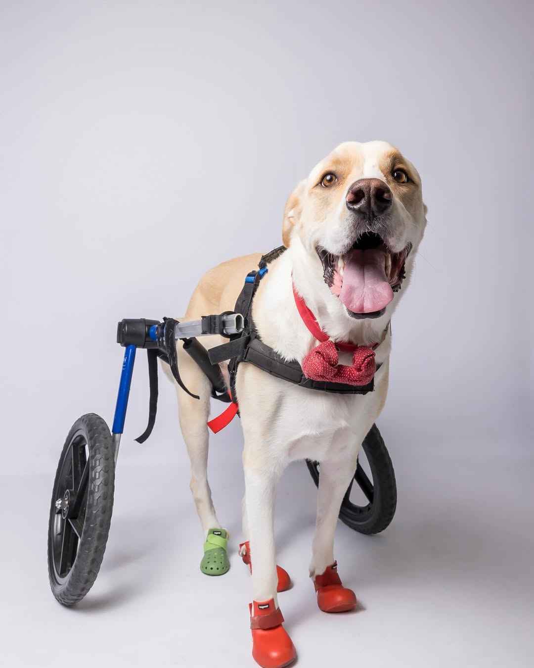 dog with wheels