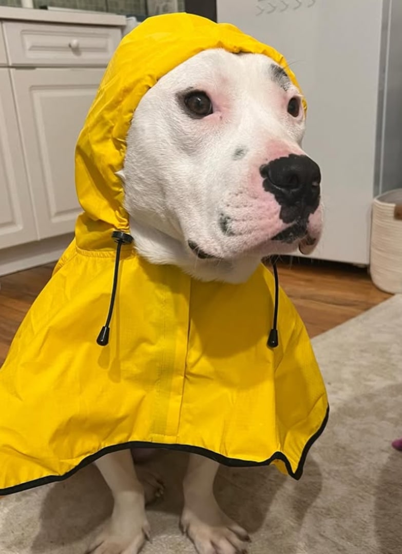 dog with yellow clothes on