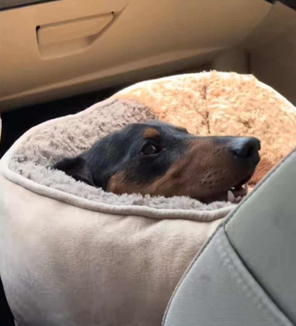 dog wrapped up in a pillow