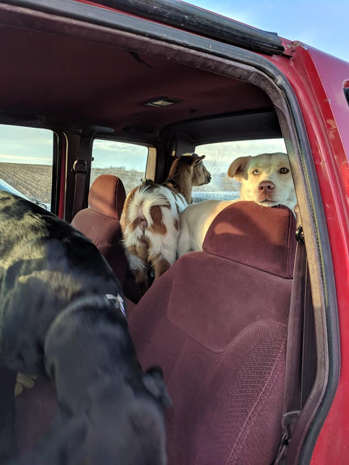 dogs and goat in car