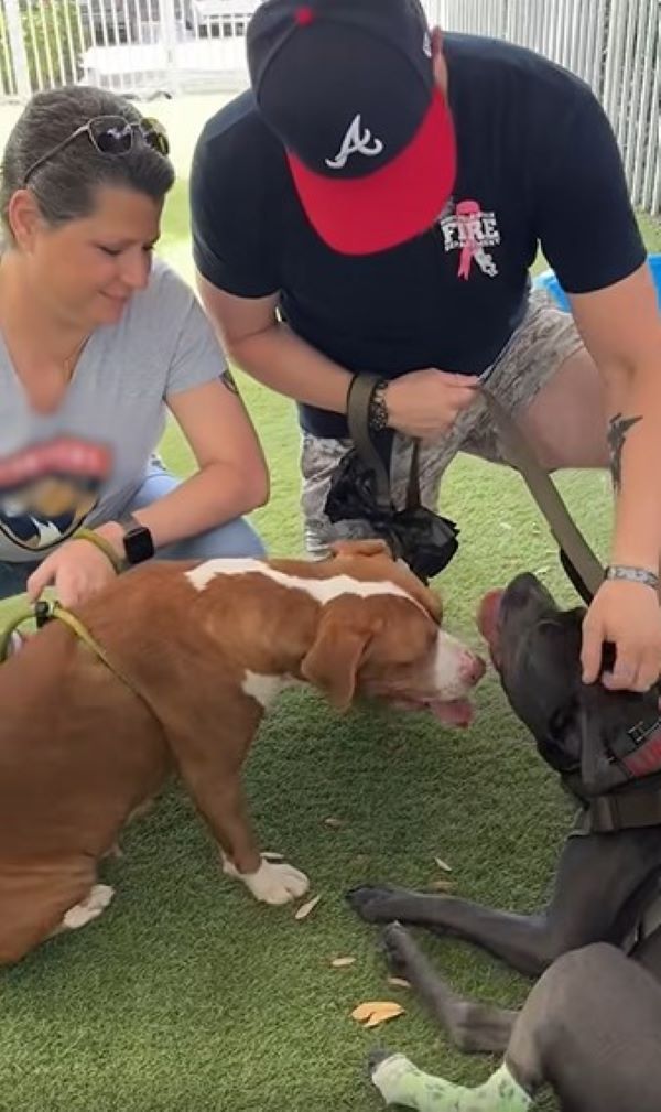 dogs and man and woman
