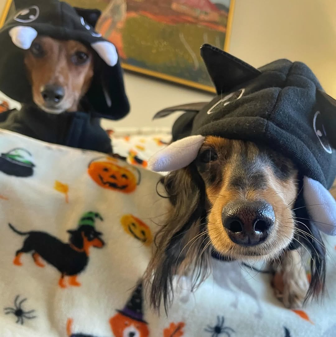 dogs at Halloween