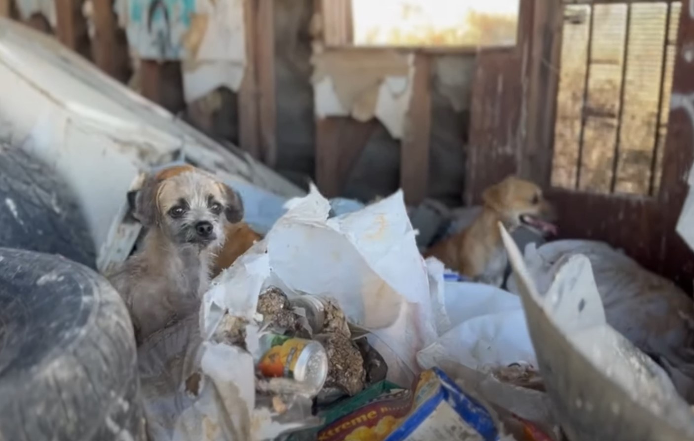 dogs between the trash