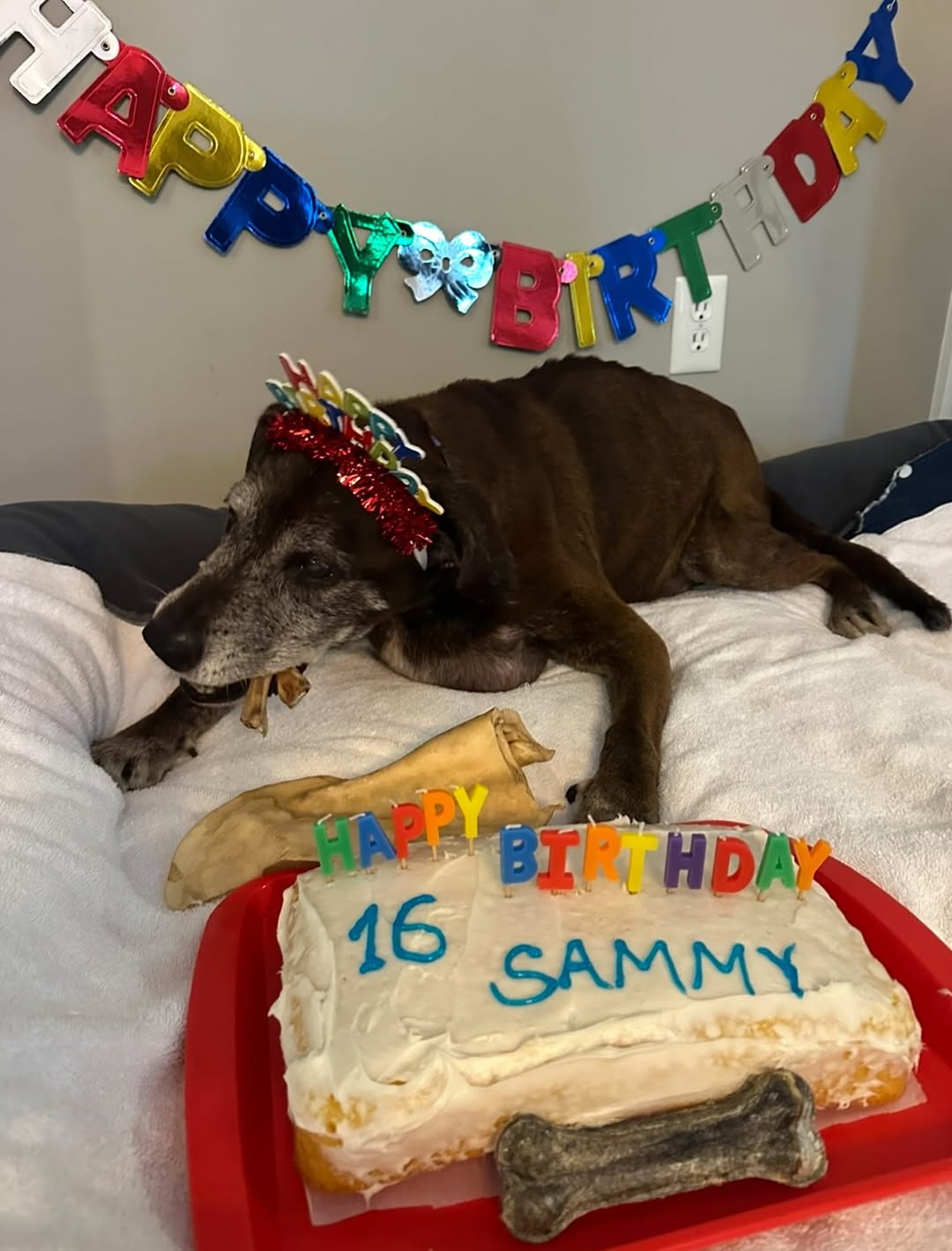dogs birthday
