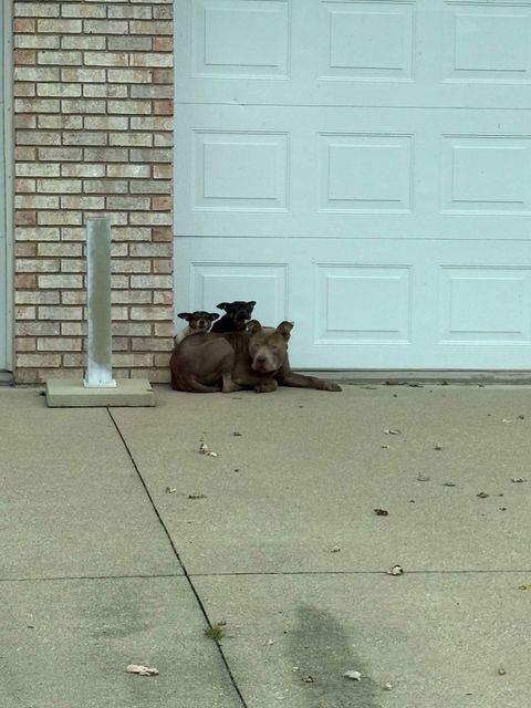 dogs curled up together