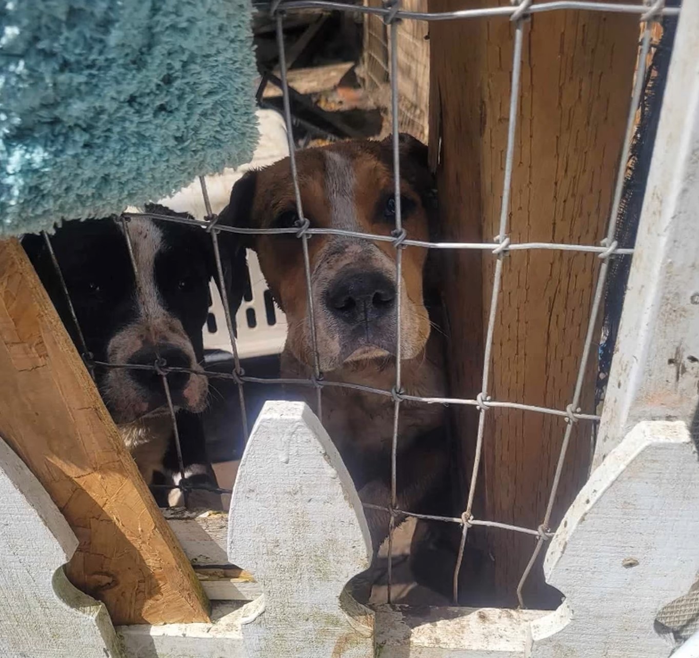 dogs in crate