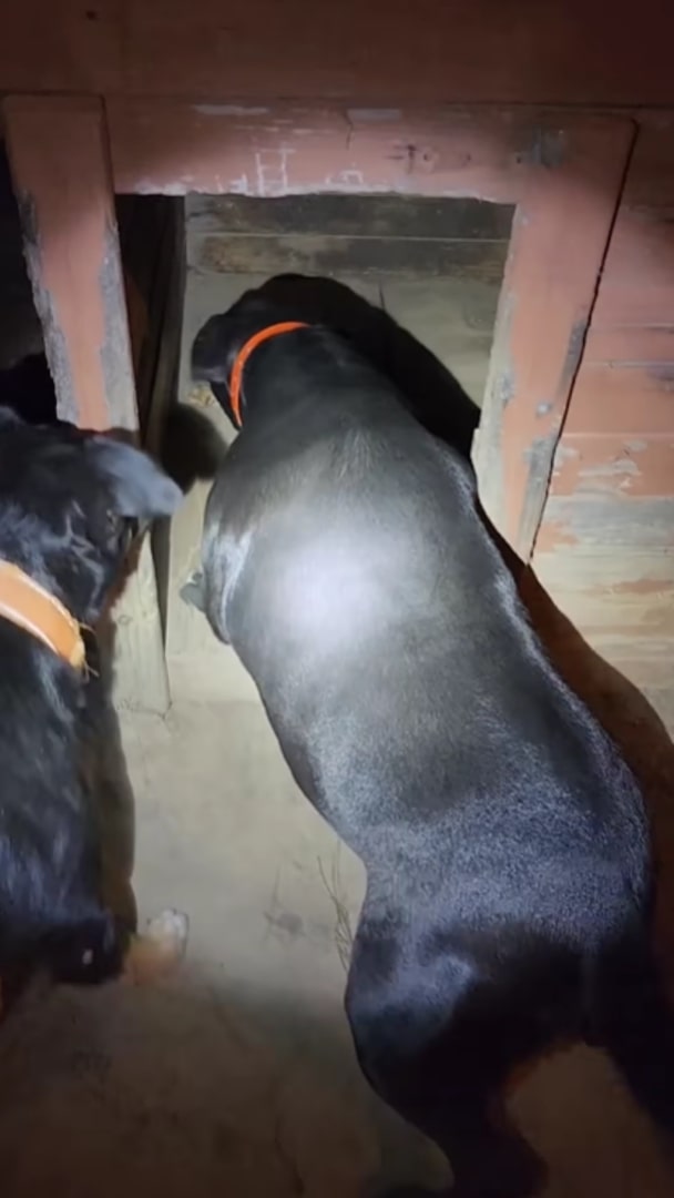 dogs in a doghouse