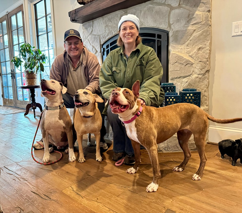 dogs in a new family