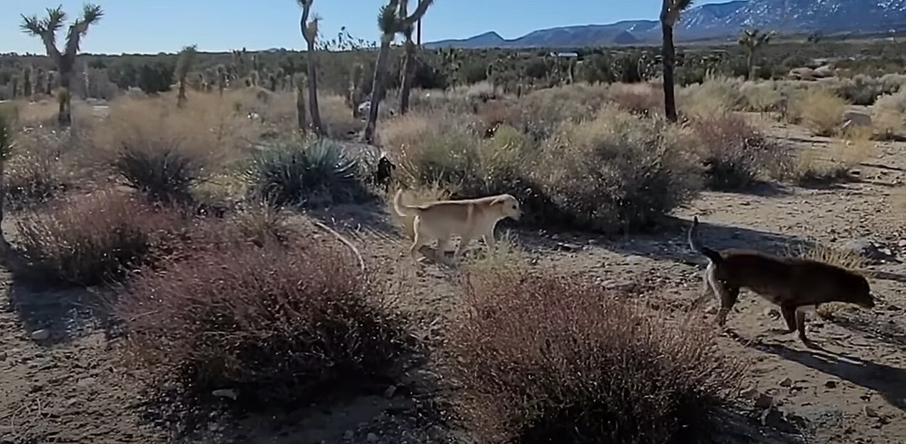 dogs in desert