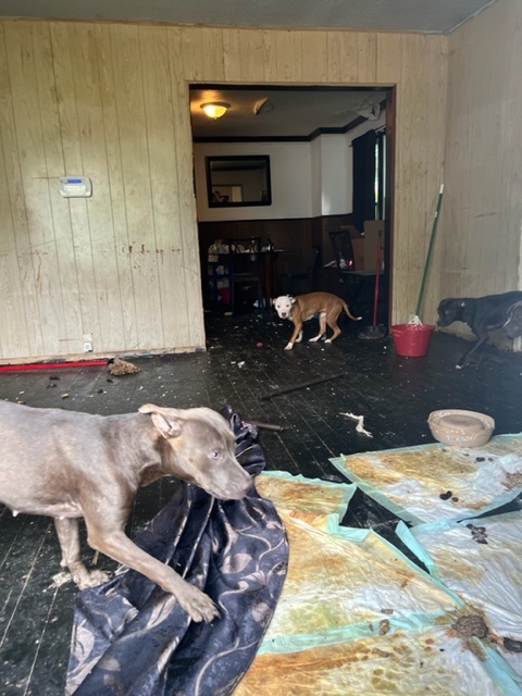 dogs in house
