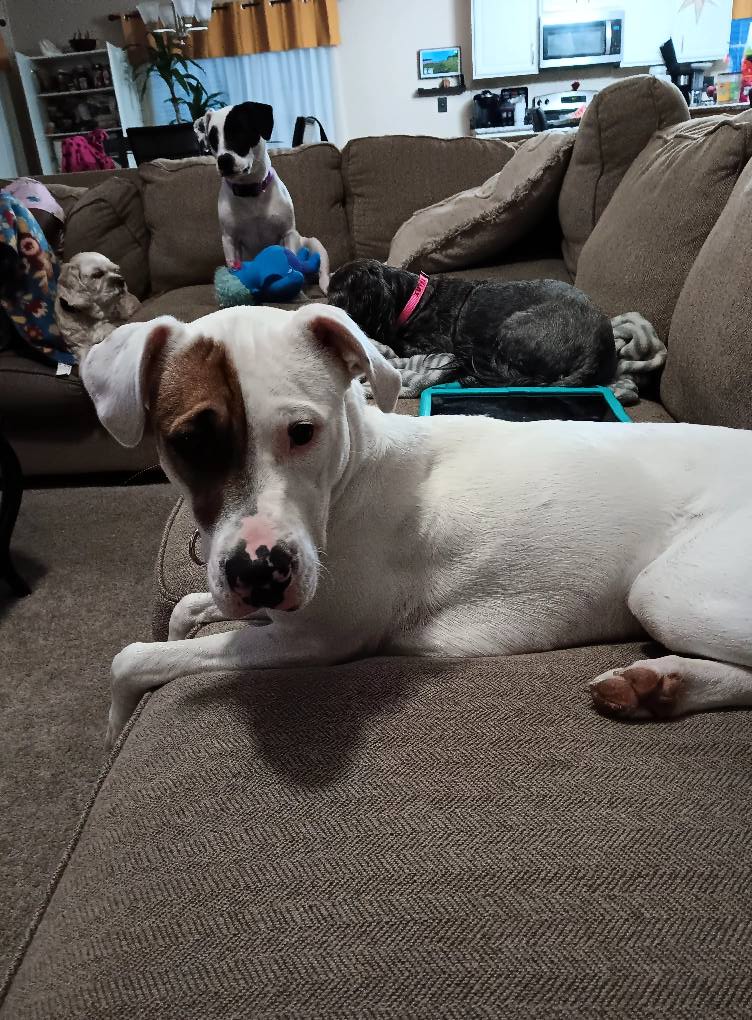 dogs in house
