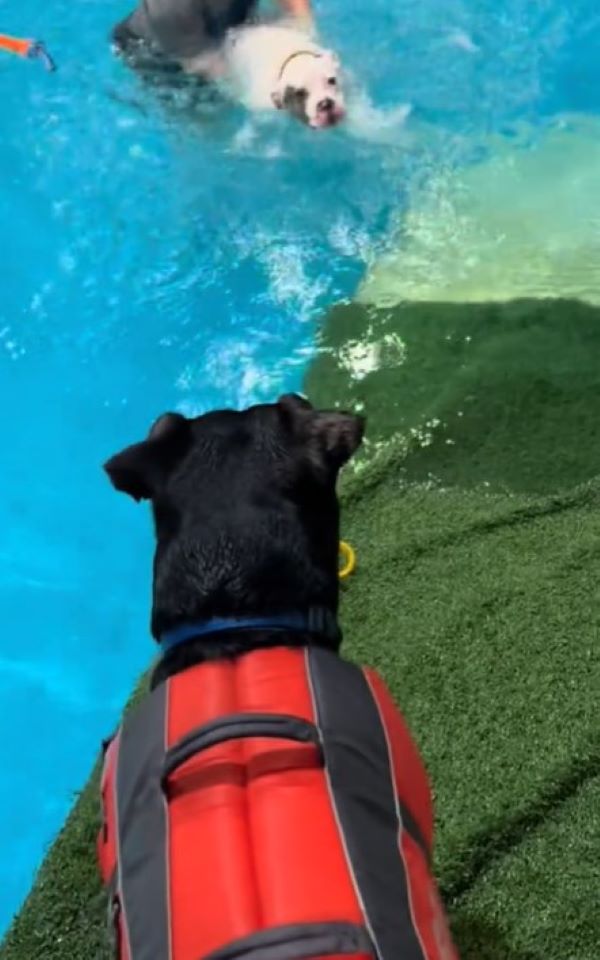 dogs in pool