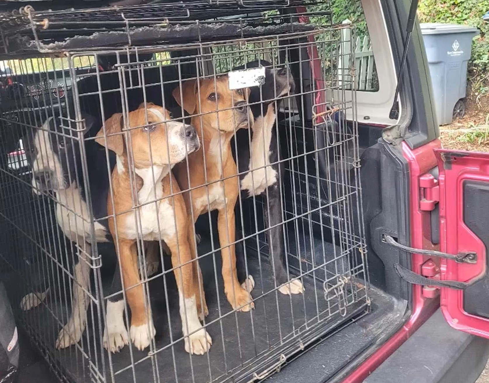 dogs locked in crate