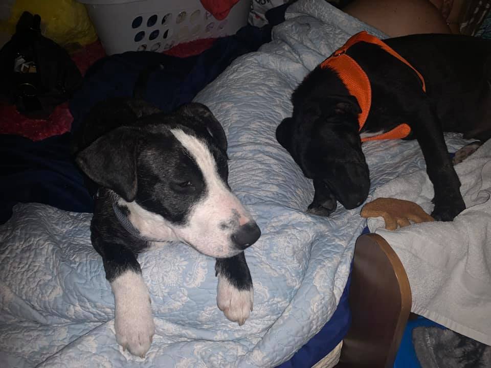 dogs sleeping on bed