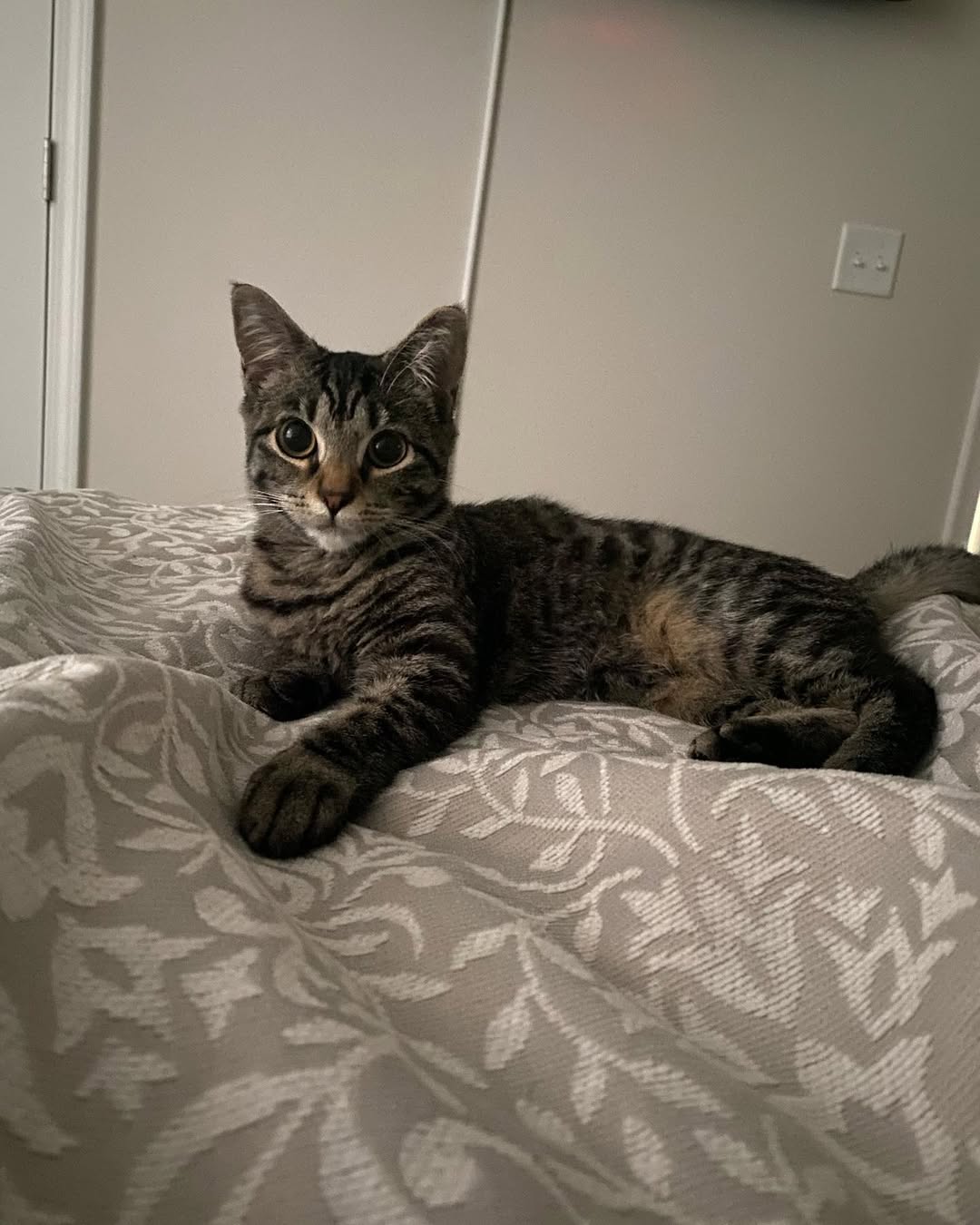 domestic cat laying down