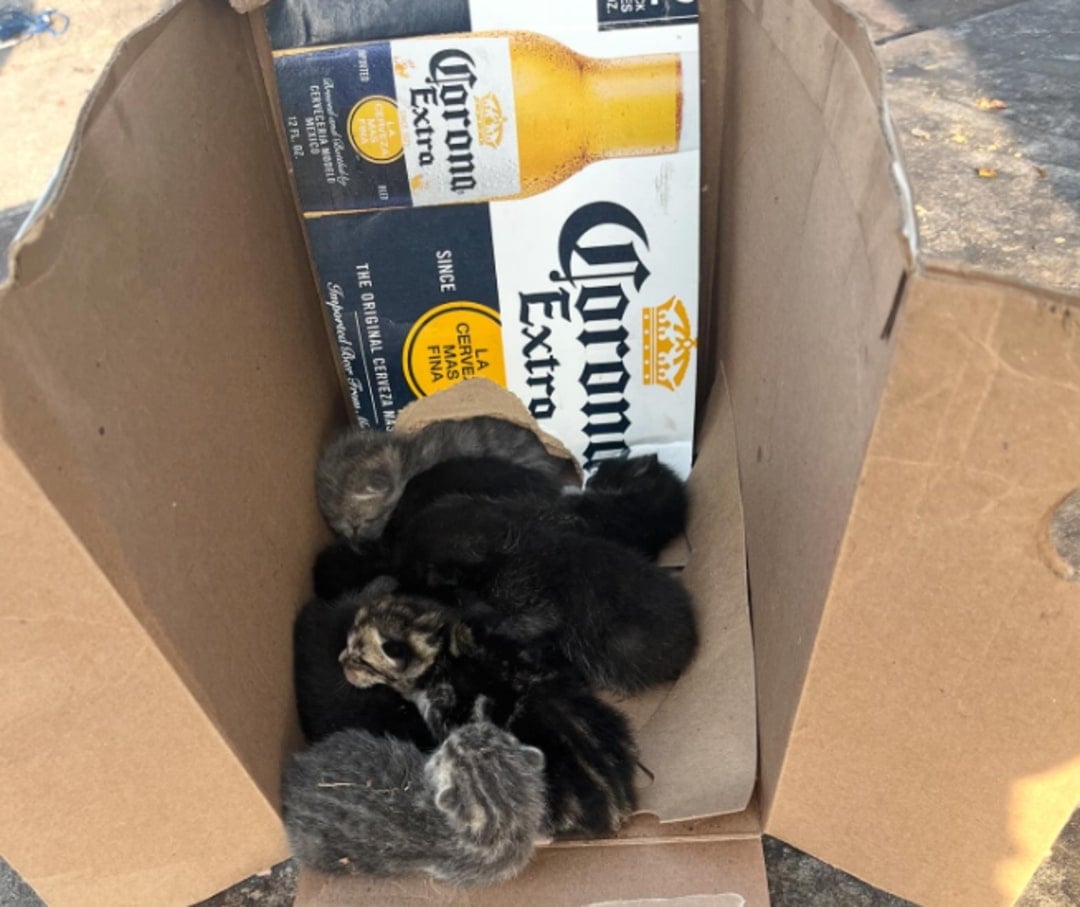 dumped kittens