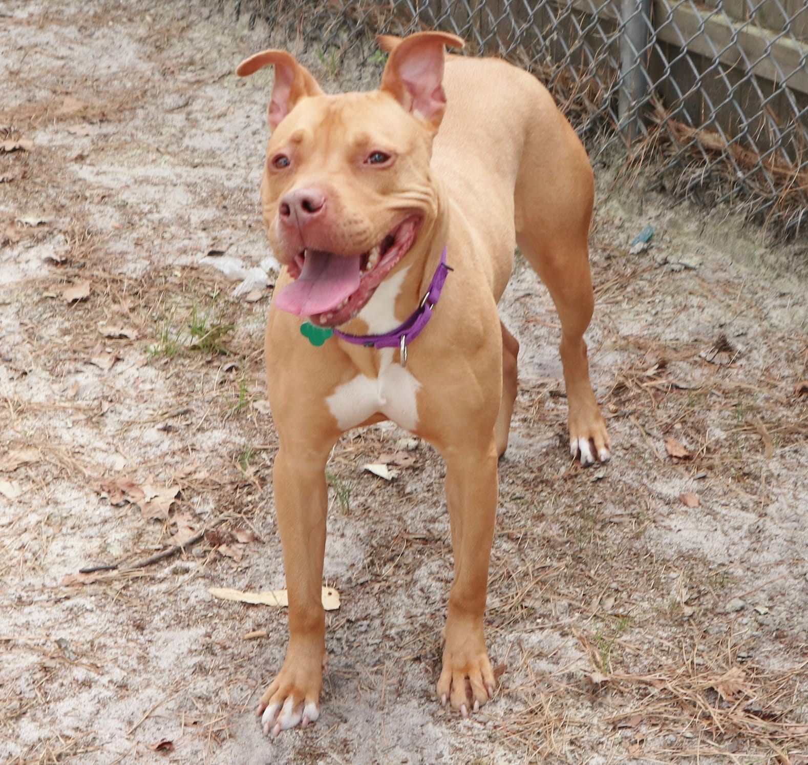dumped senior dog