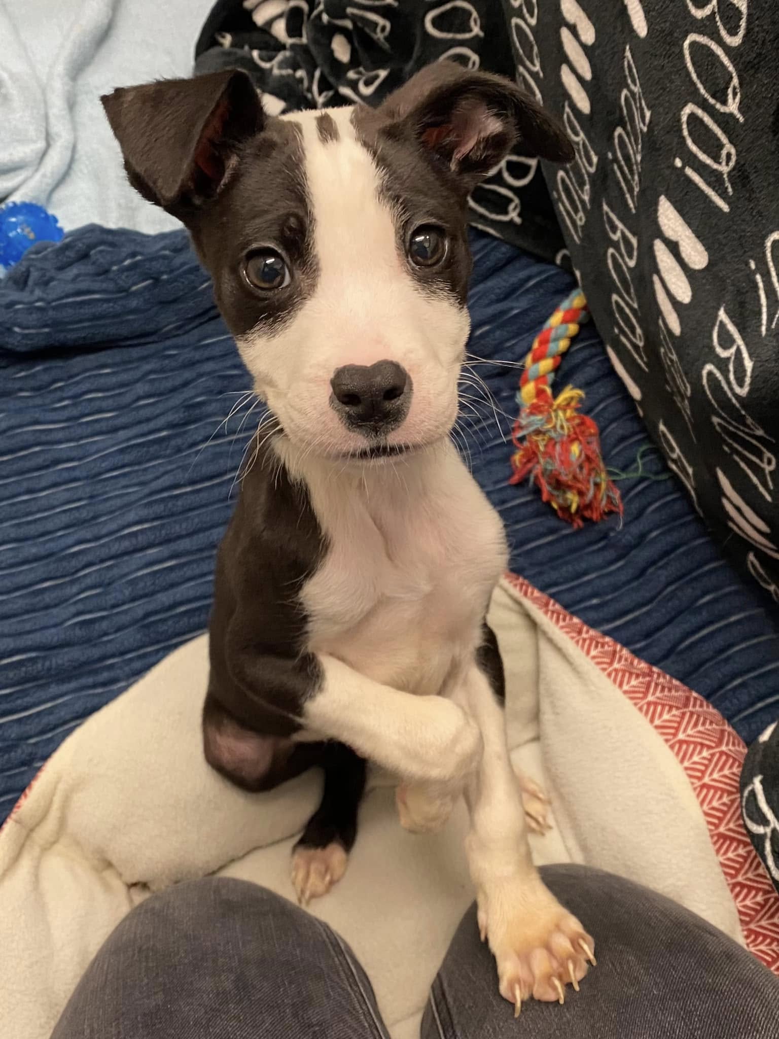 eight week old puppy
