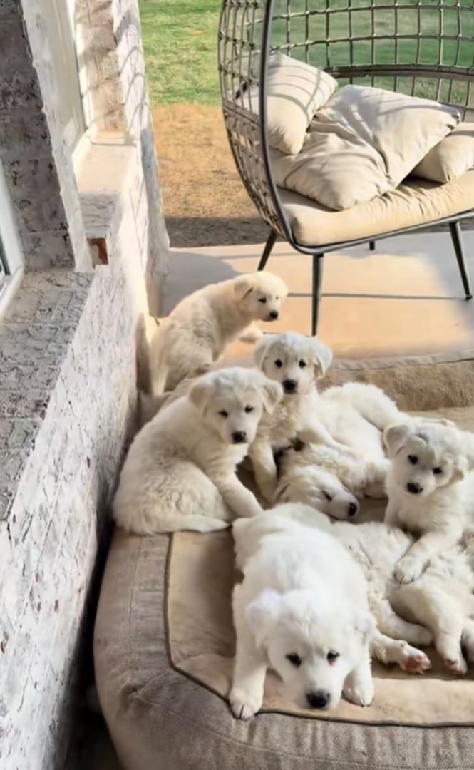 eight white puppies