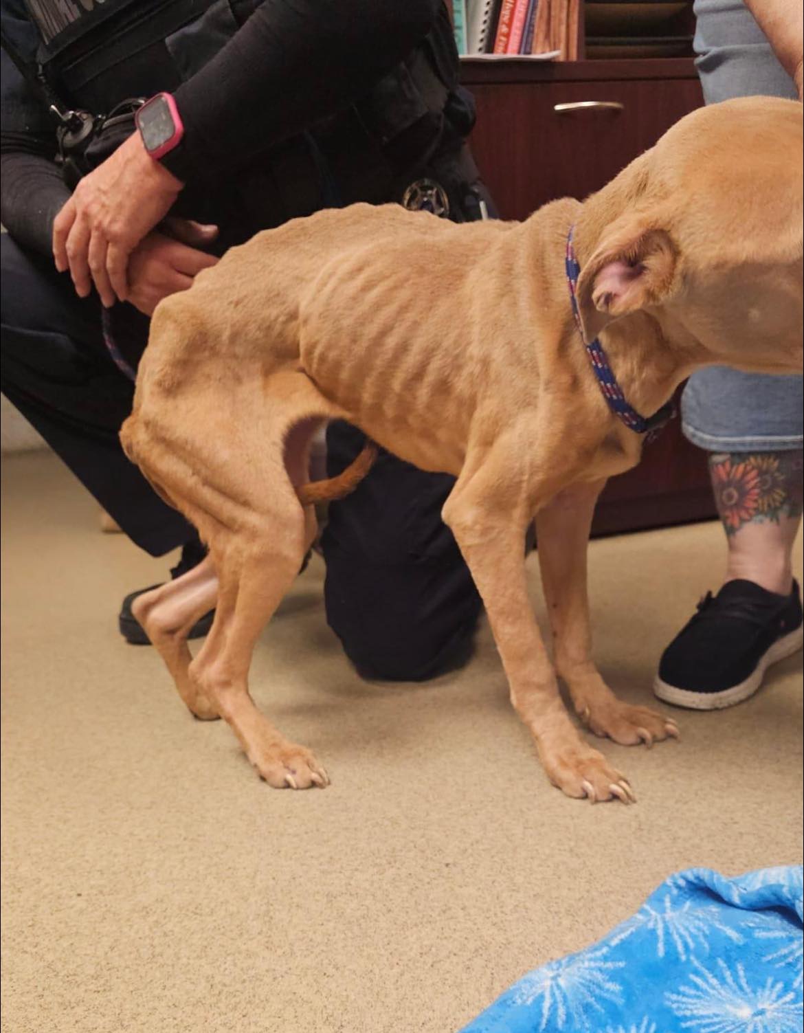 extremely malnourished brown dog