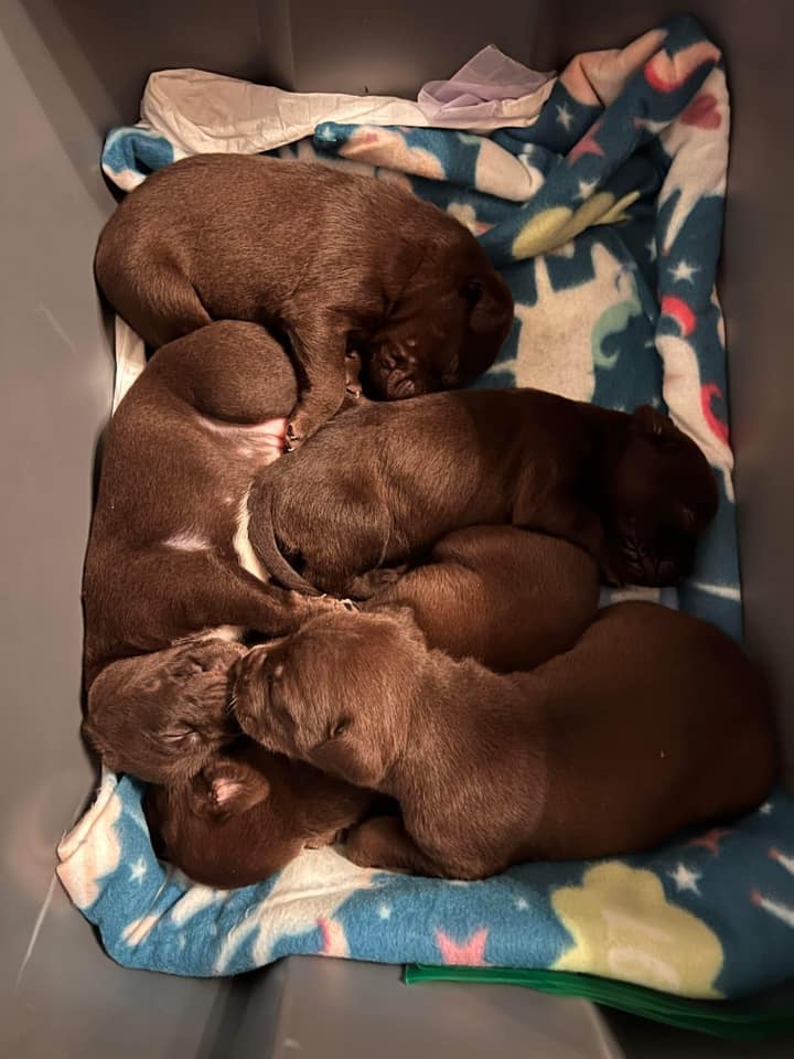 five brown puppies