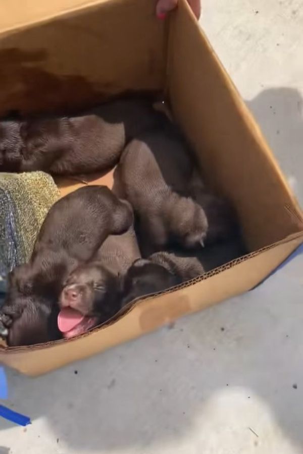 five puppies in box