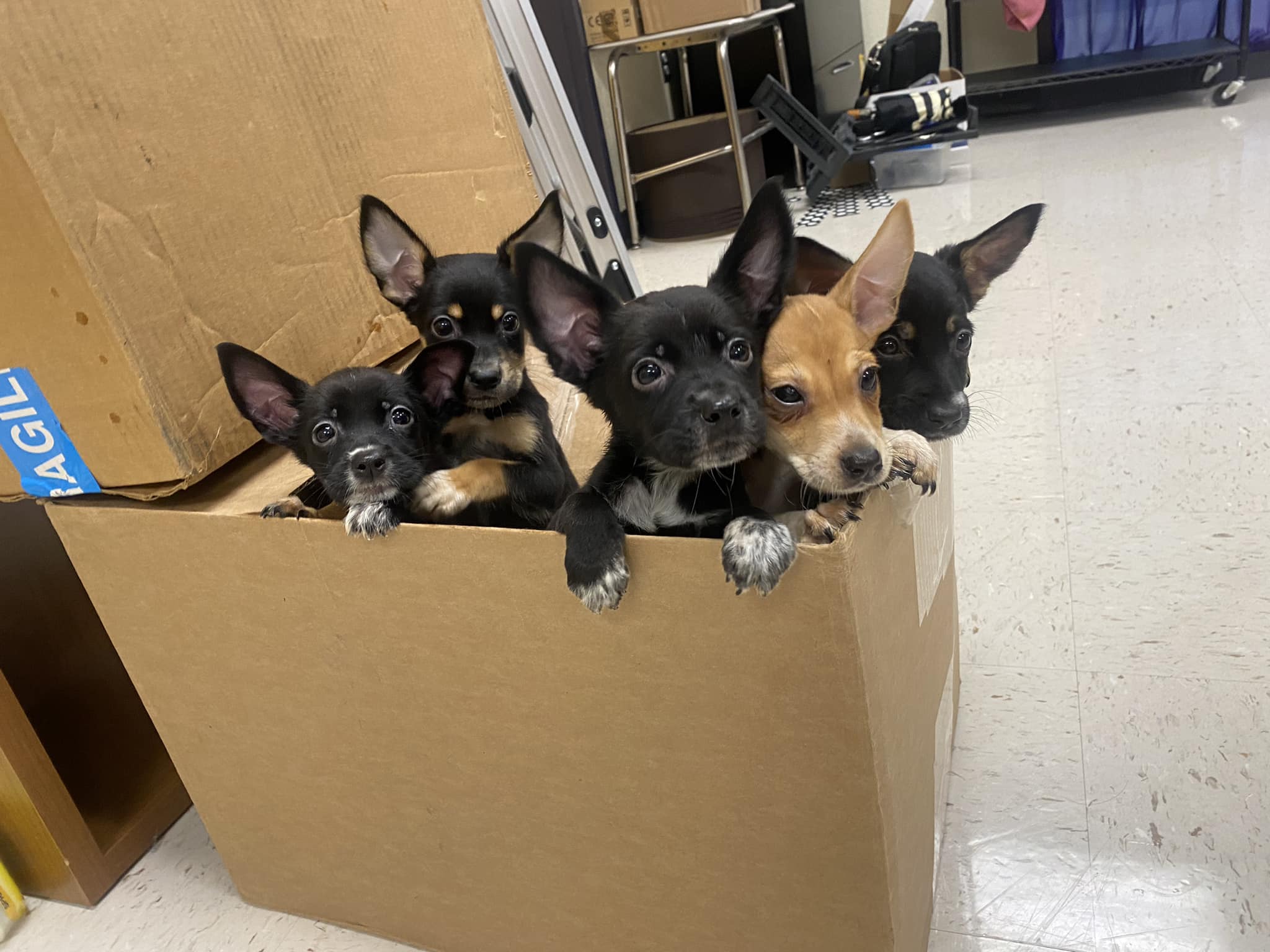 five puppies in box