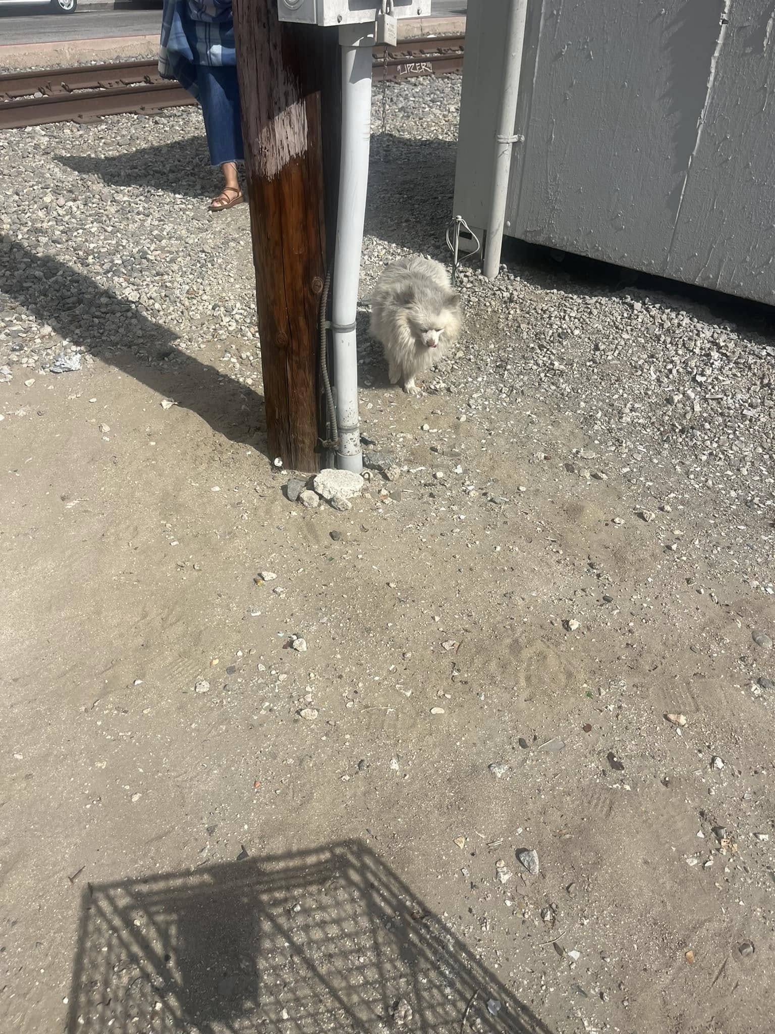 fluffy dog
