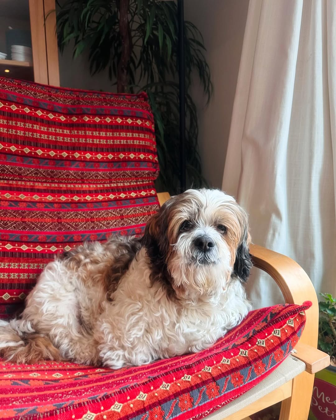 fluffy dog on chair