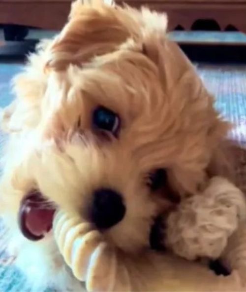 fluffy dog