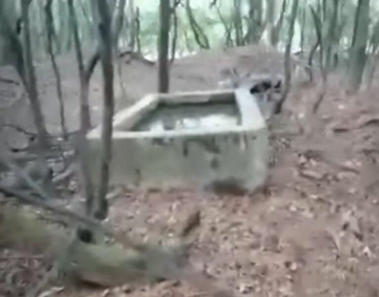 foundation in forest