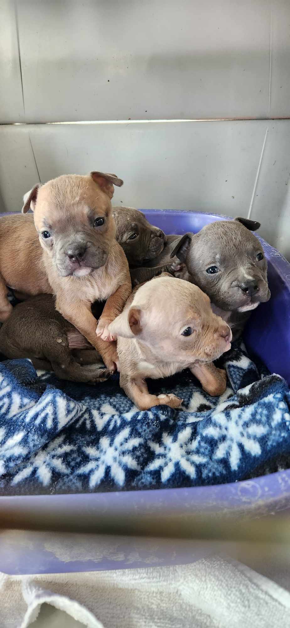 four cute puppies