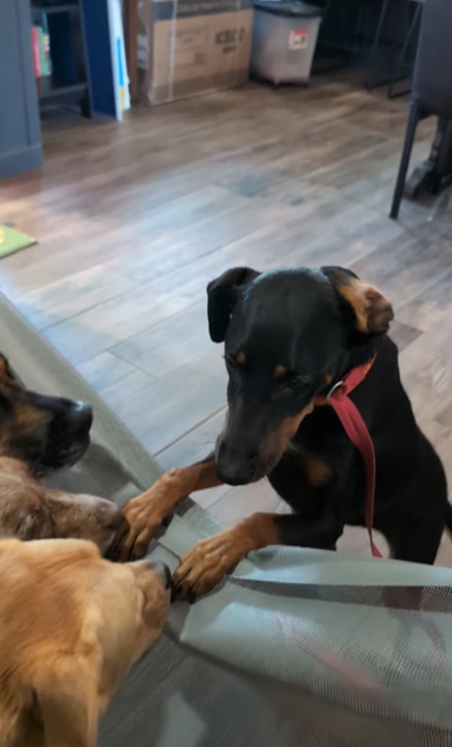 four dogs