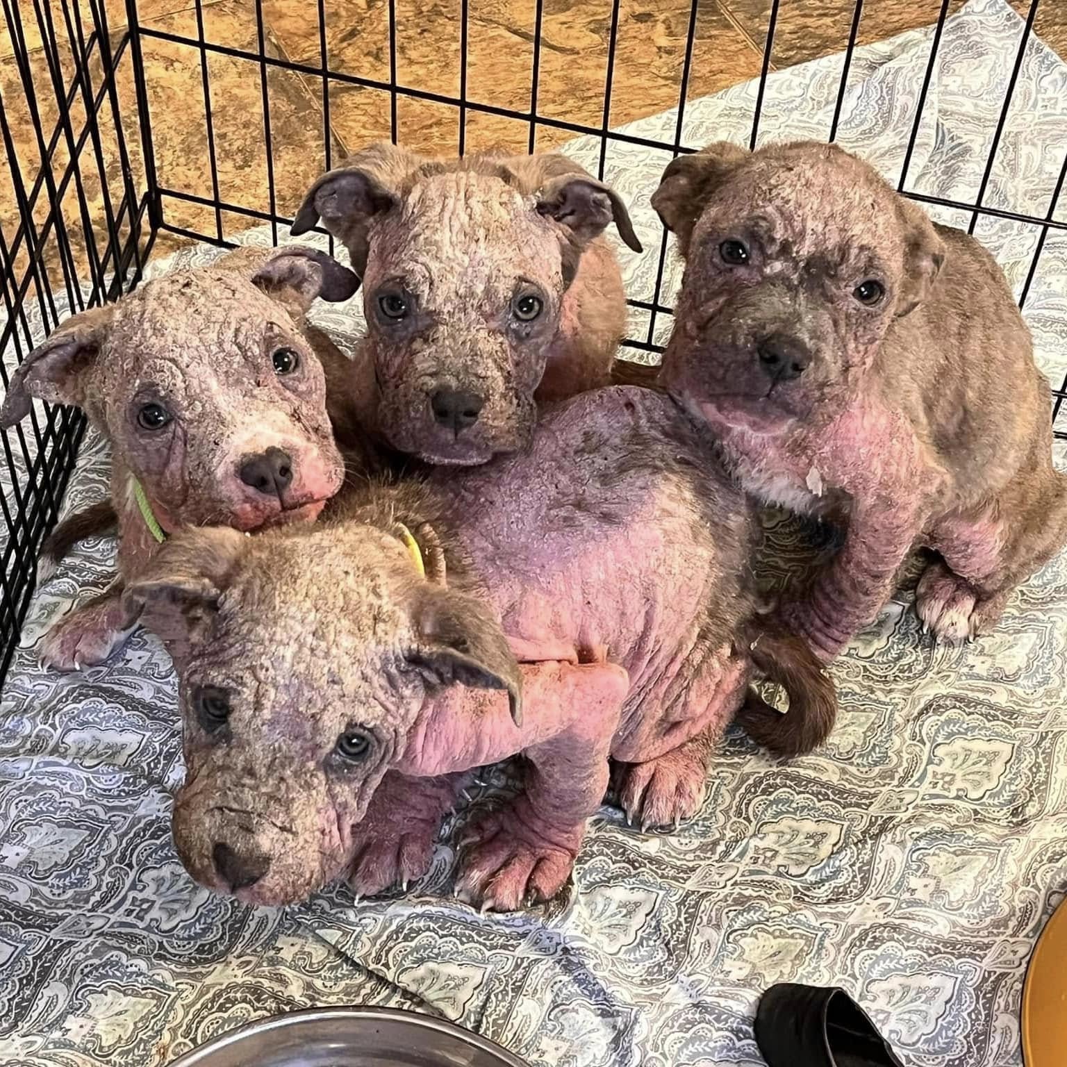 four pink pups in the crate