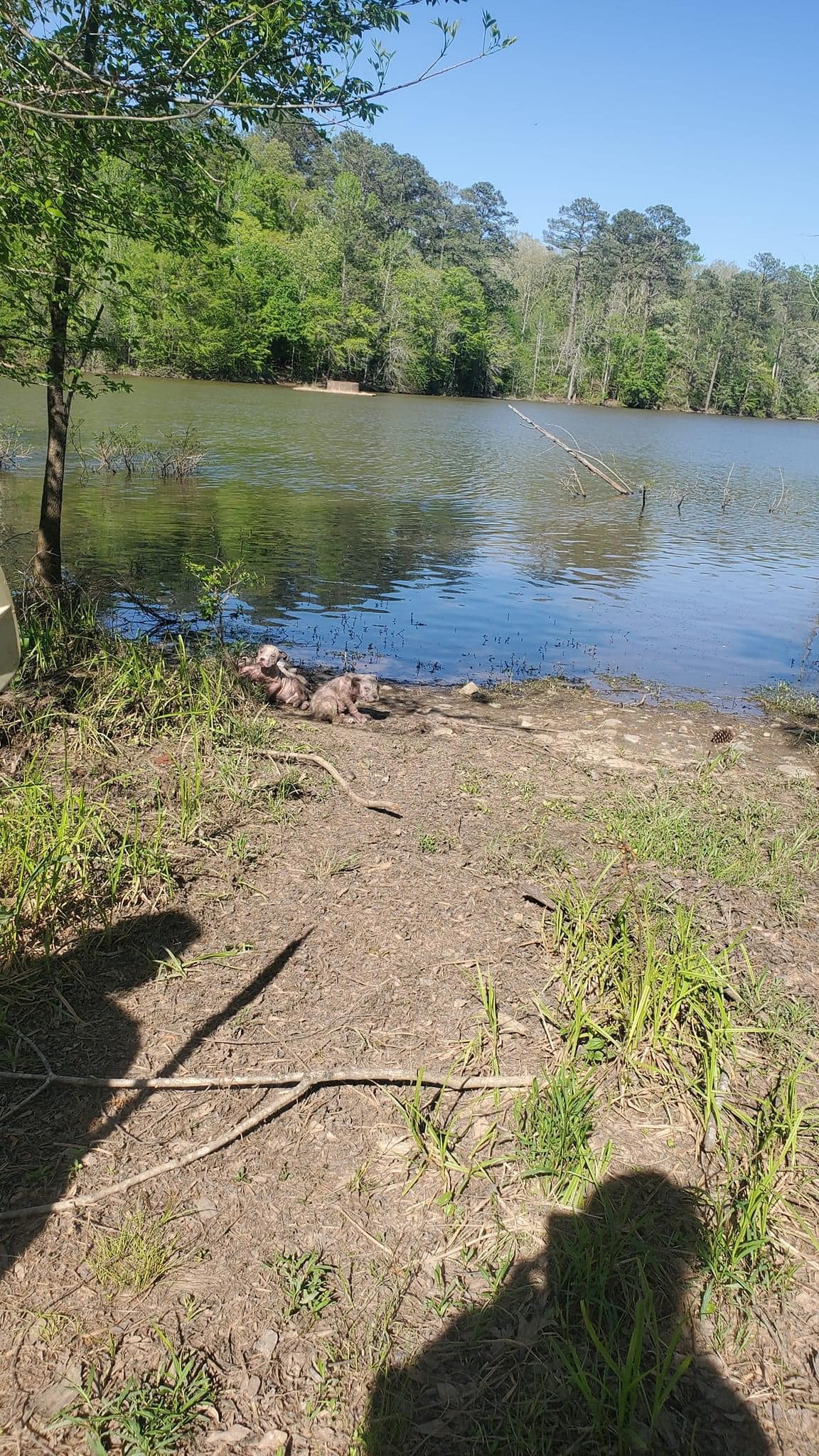 four pups along the water's edge