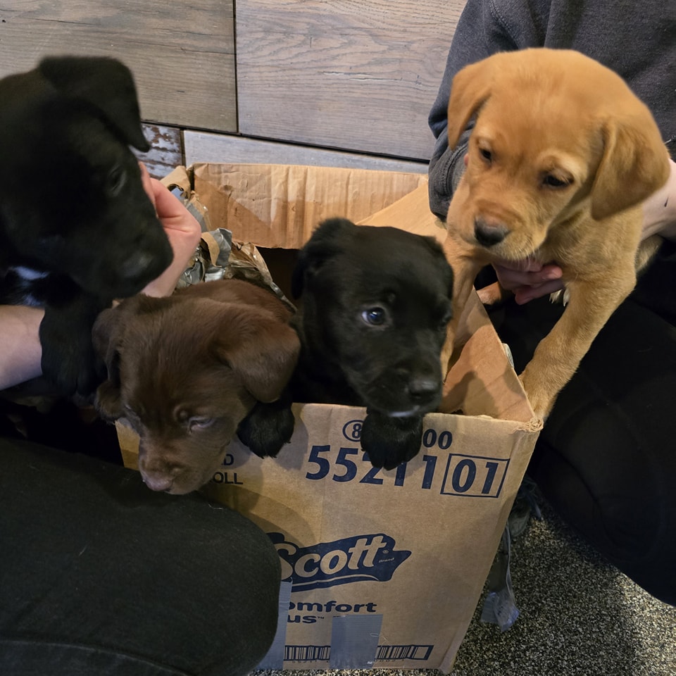 four puppies in box