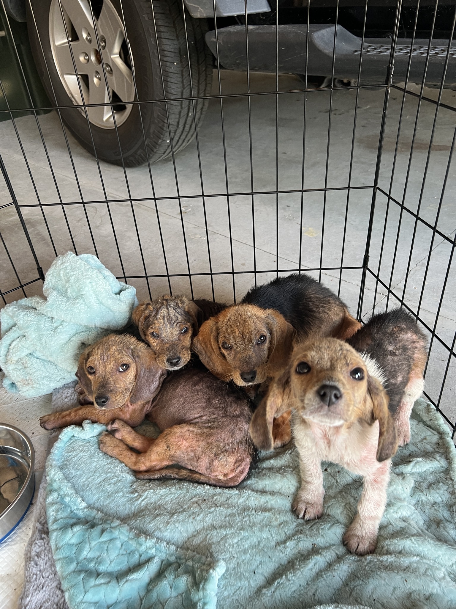 four puppies