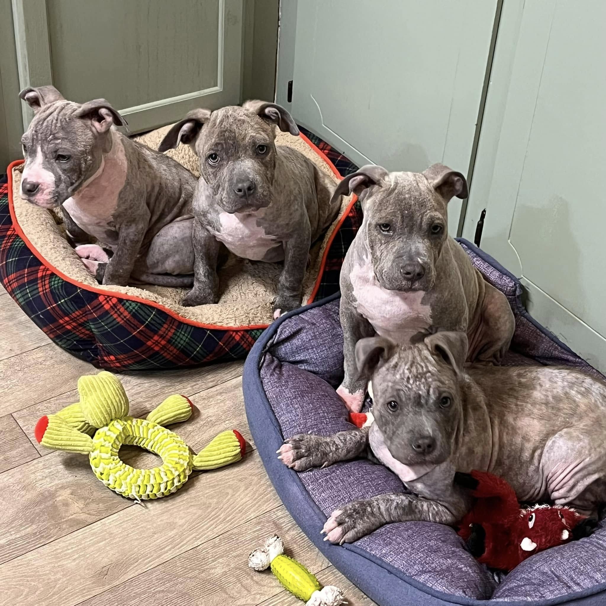 four pups in dog bed