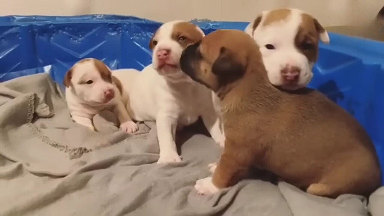 four small puppies