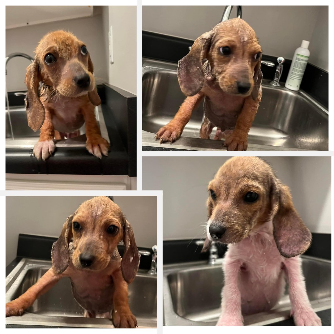 four sweet puppies