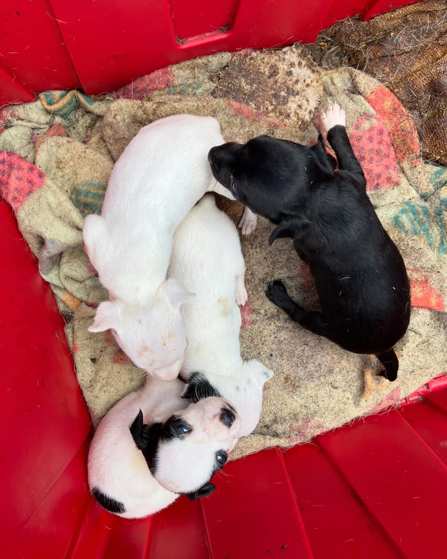 four tiny puppies