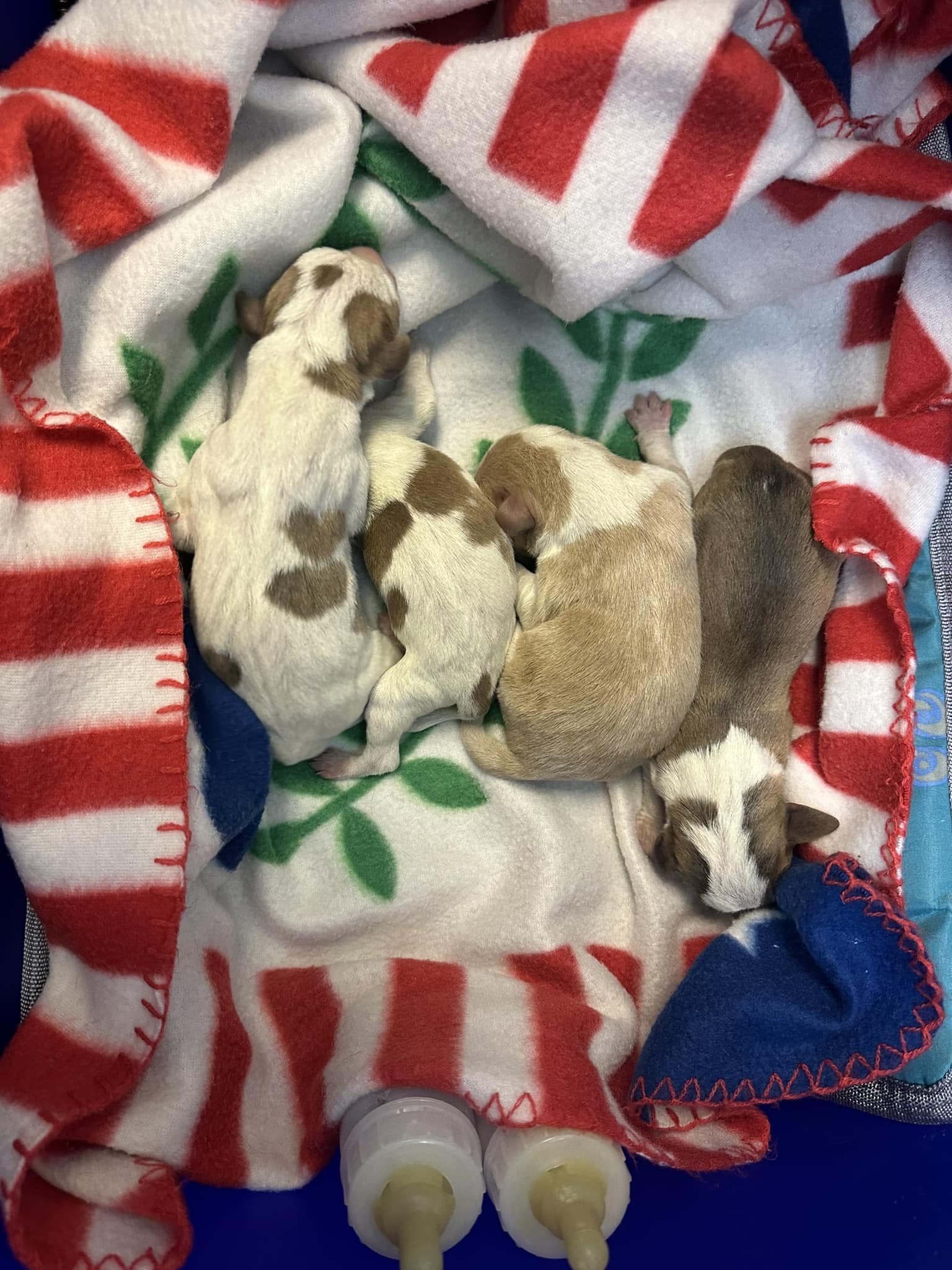 four tiny puppies