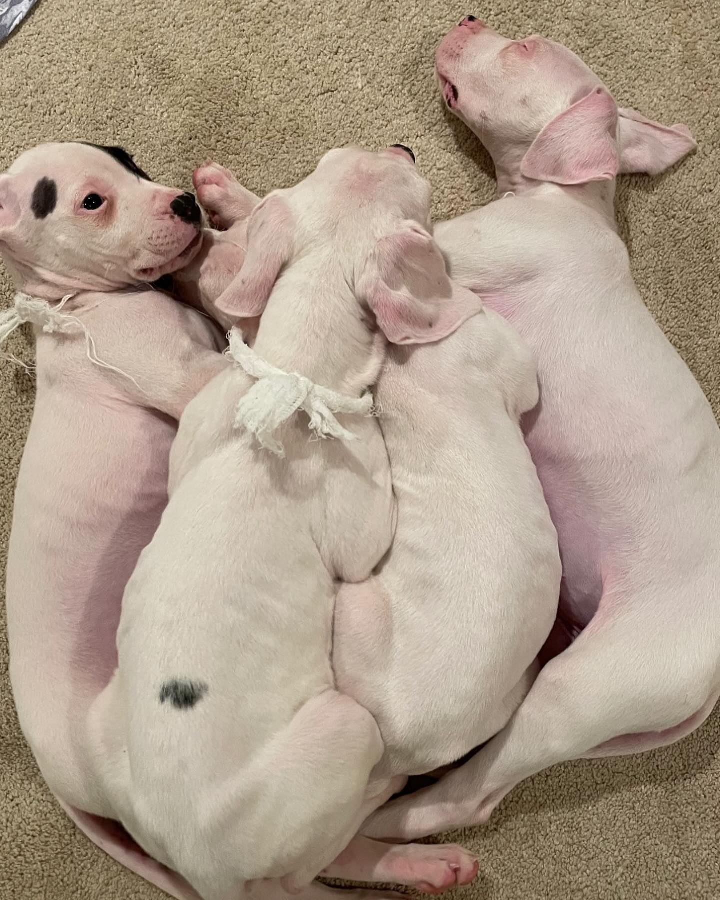 four white puppies sleeping