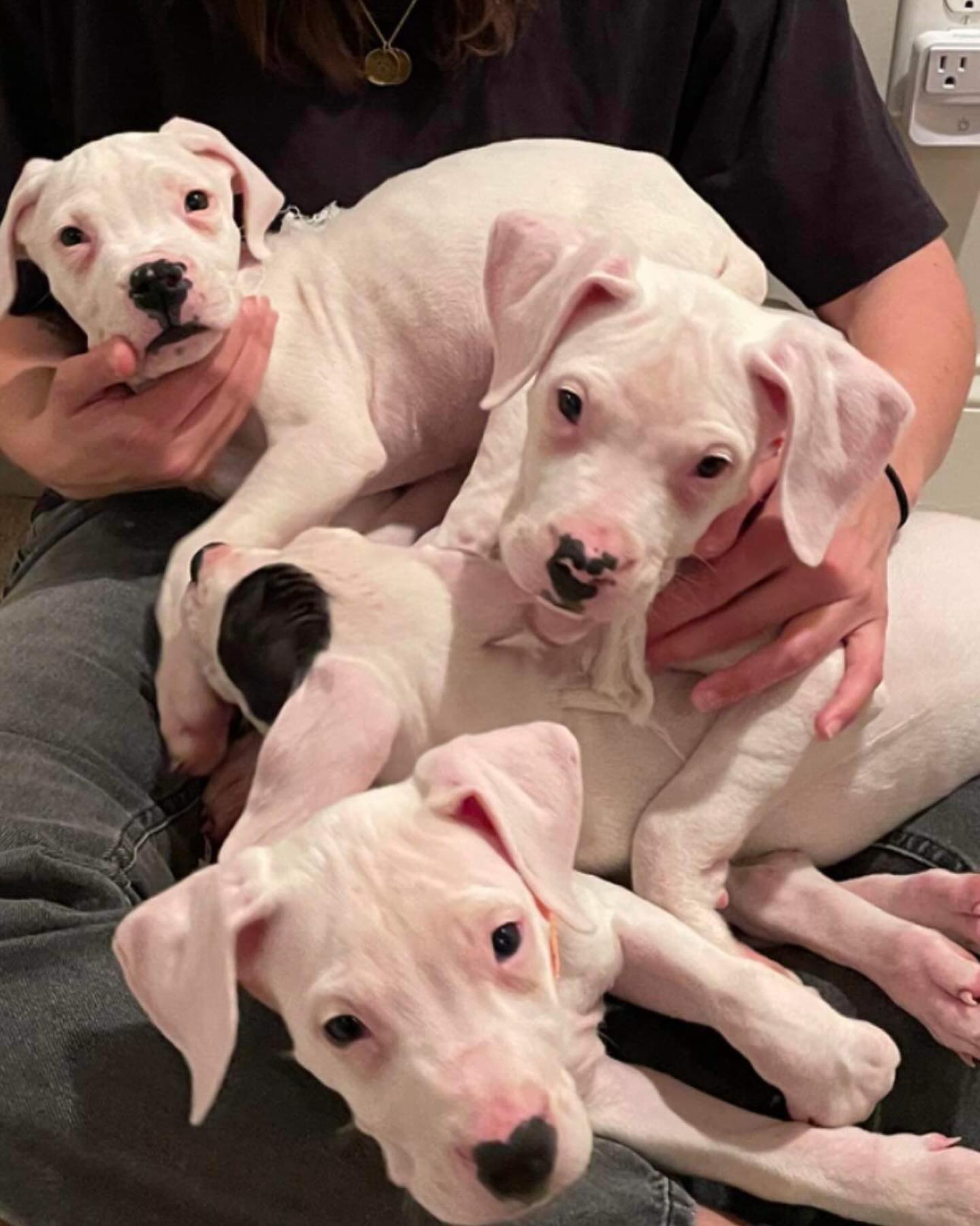 four white puppies