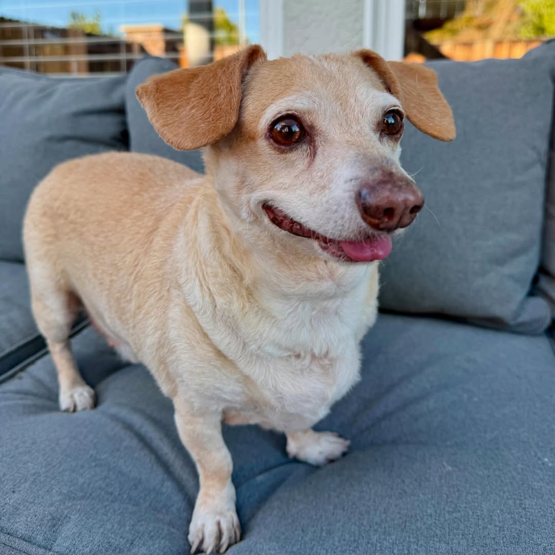 funny dog
